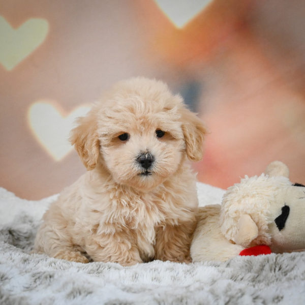 F1 Maltipoo Puppy for Sale