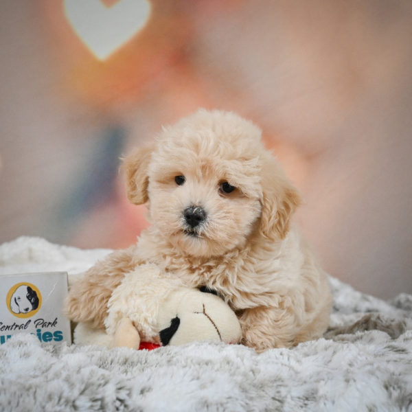 F1 Maltipoo Puppy for Sale