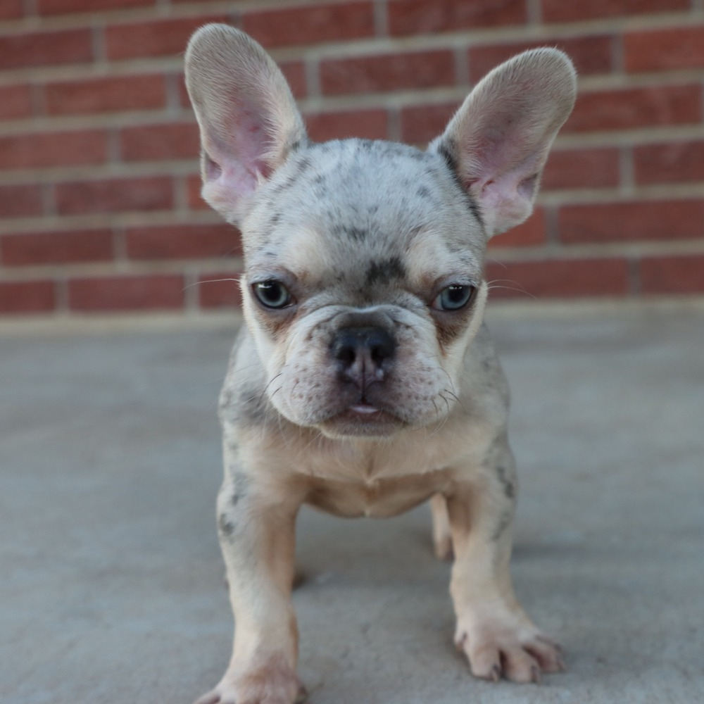 French Bulldog Puppy for Sale in NYC