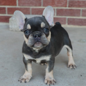 French Bulldog Puppy for Sale
