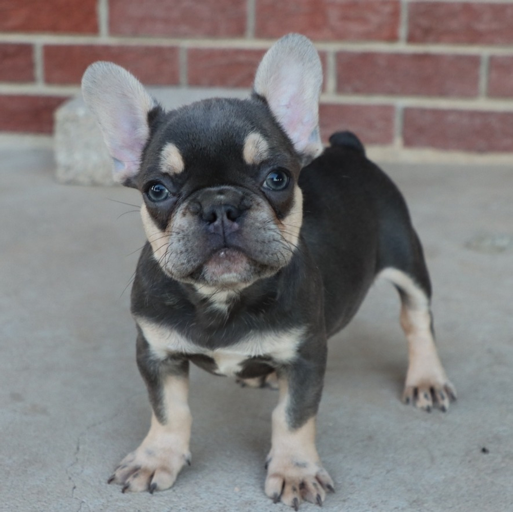 French Bulldog Puppy for Sale in NYC