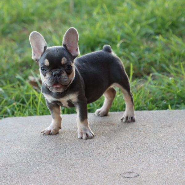 French Bulldog Puppy for Sale