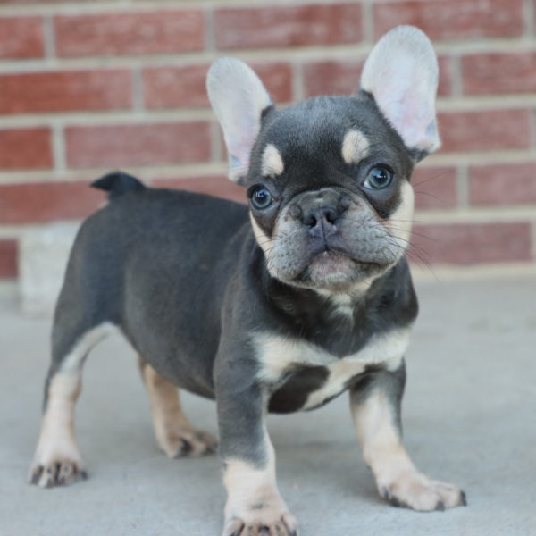 French Bulldog Puppy for Sale