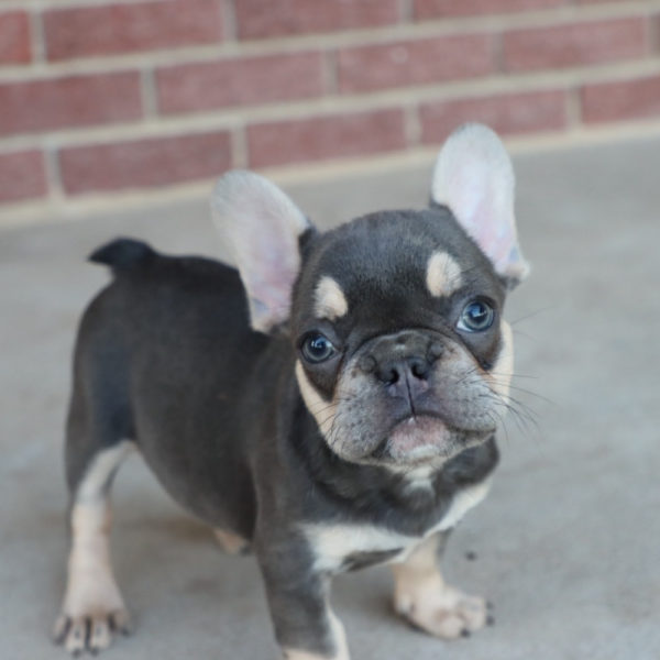 French Bulldog Puppy for Sale