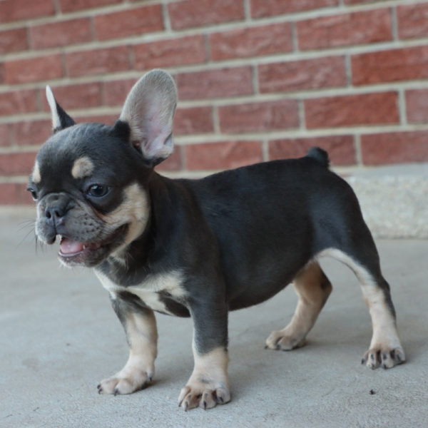 French Bulldog Puppy for Sale