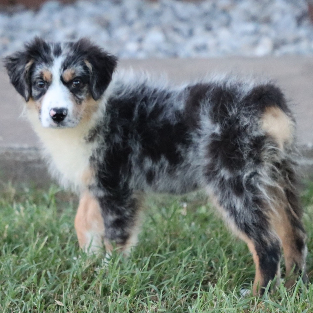 Miniature Australian Shepherd Puppy for Sale in NYC
