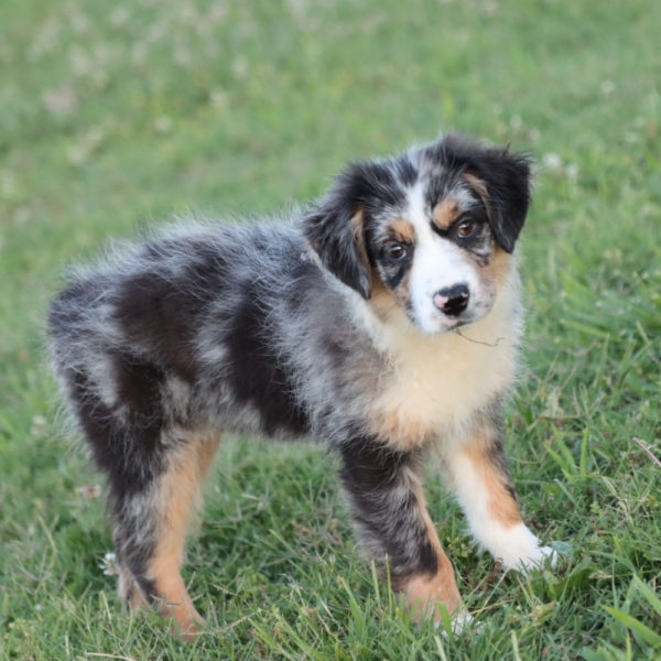 Miniature Australian Shepherd Puppy for Sale