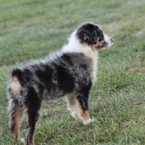 Miniature Australian Shepherd Puppy for Sale