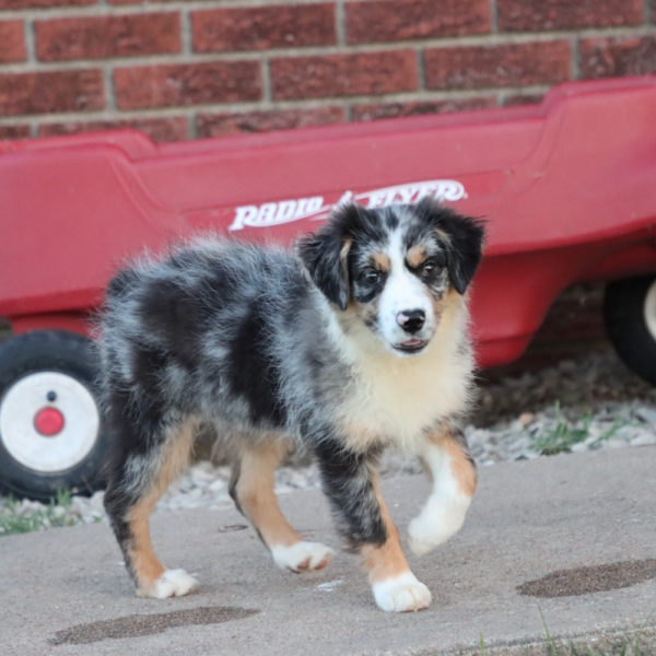 Miniature Australian Shepherd Puppy for Sale