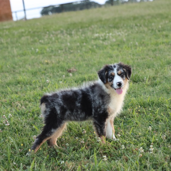 Miniature Australian Shepherd Puppy for Sale