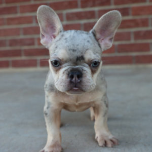 French Bulldog Puppy for Sale
