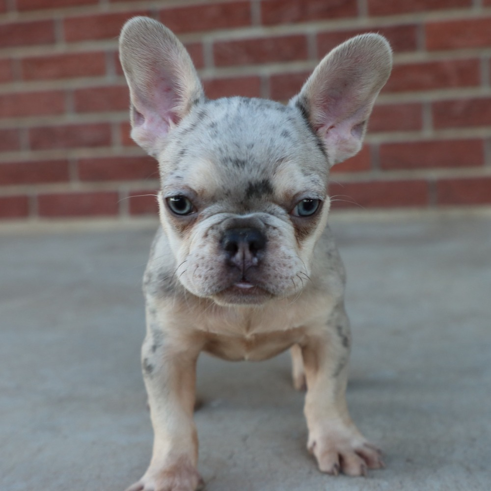 French Bulldog Puppy for Sale in NYC
