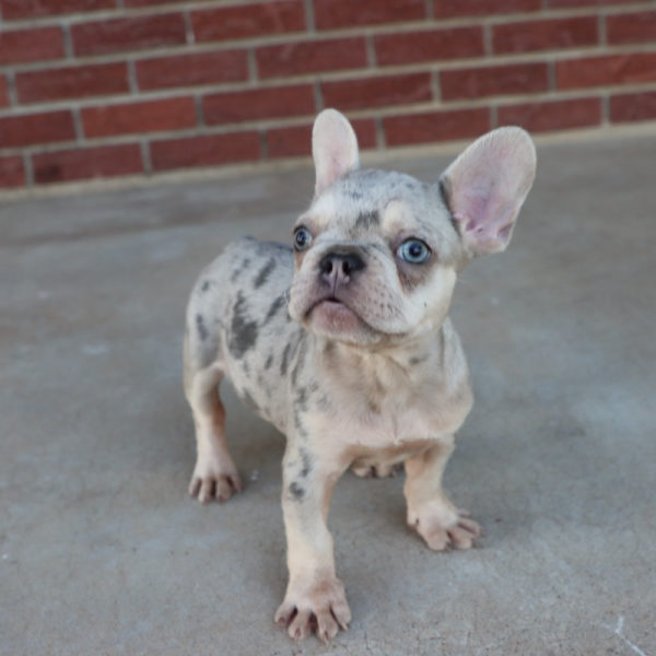 French Bulldog Puppy for Sale