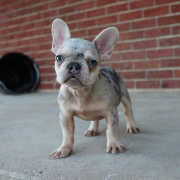French Bulldog Puppy for Sale
