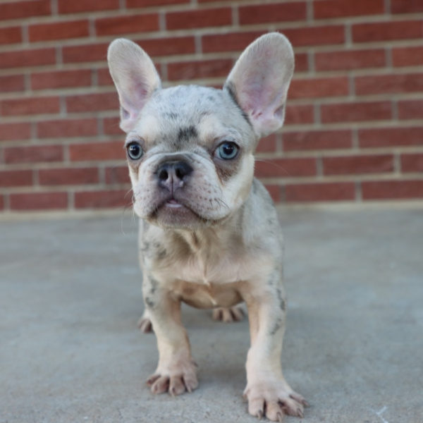 French Bulldog Puppy for Sale