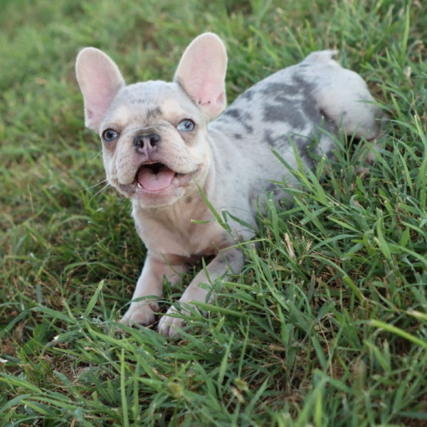 French Bulldog Puppy for Sale
