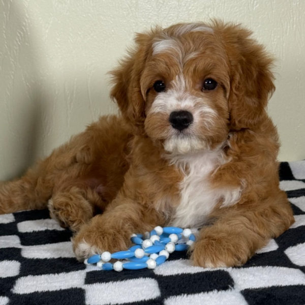 F1 Cavapoo Puppy for Sale