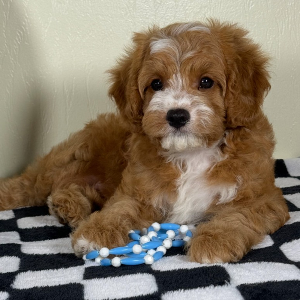 F1 Cavapoo Puppy for Sale in NYC