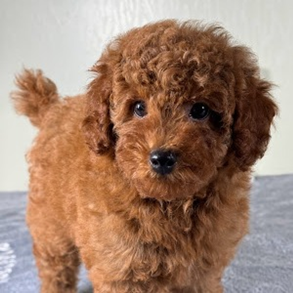 Toy Poodle Puppy for Sale in NYC
