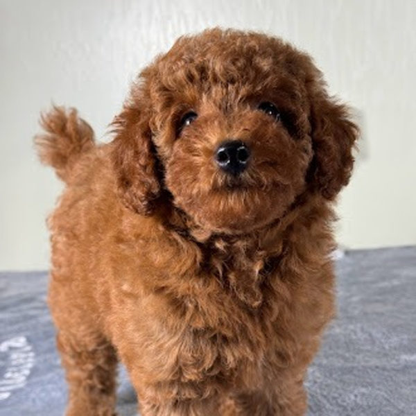 Toy Poodle Puppy for Sale