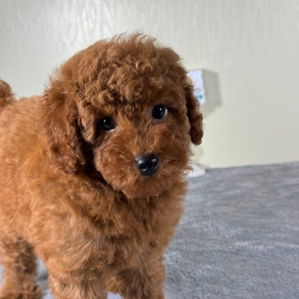 Toy Poodle Puppy for Sale