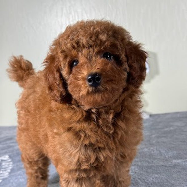 Toy Poodle Puppy for Sale