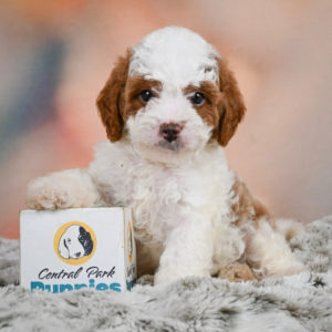 F1b Cavapoo Puppy for Sale