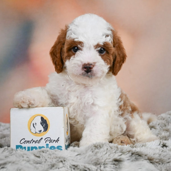 F1b Cavapoo Puppy for Sale
