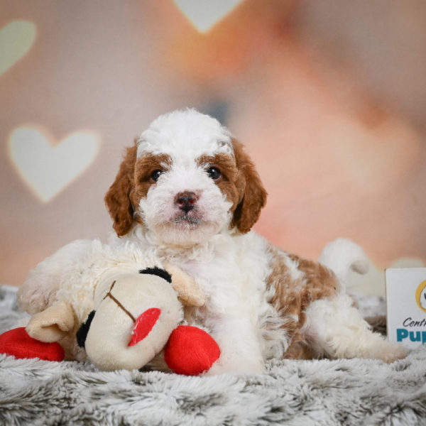 F1b Cavapoo Puppy for Sale