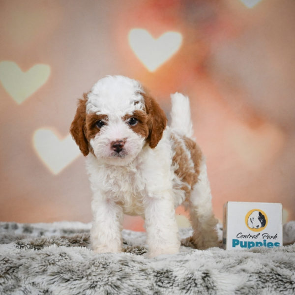 F1b Cavapoo Puppy for Sale