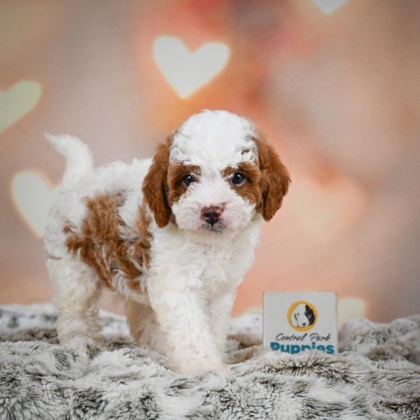 F1b Cavapoo Puppy for Sale