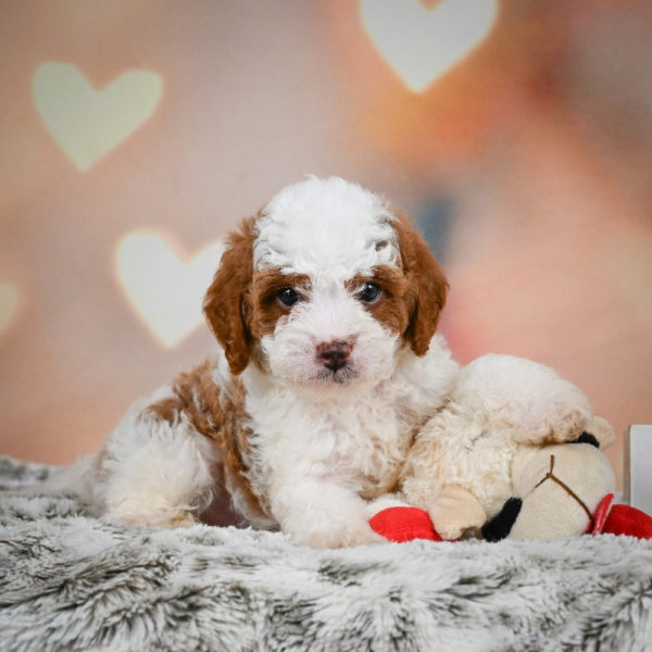 F1b Cavapoo Puppy for Sale