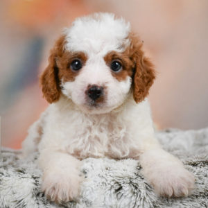 F1b Cavapoo Puppy for Sale