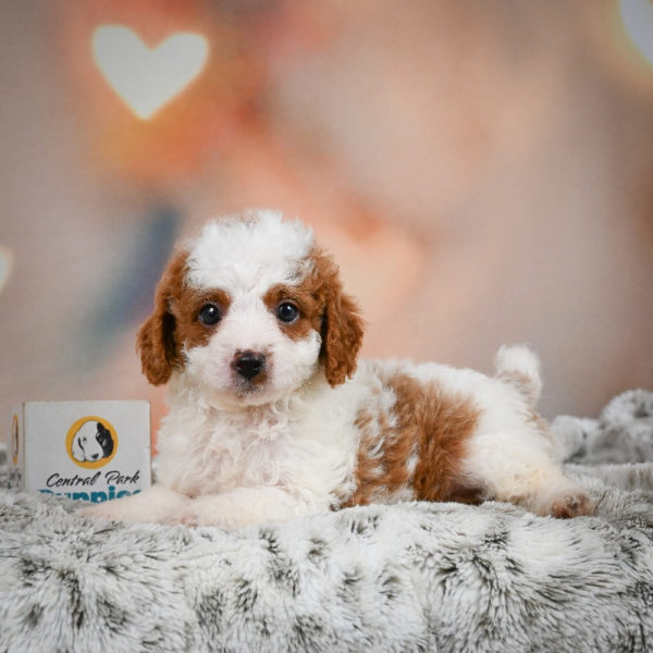 F1b Cavapoo Puppy for Sale