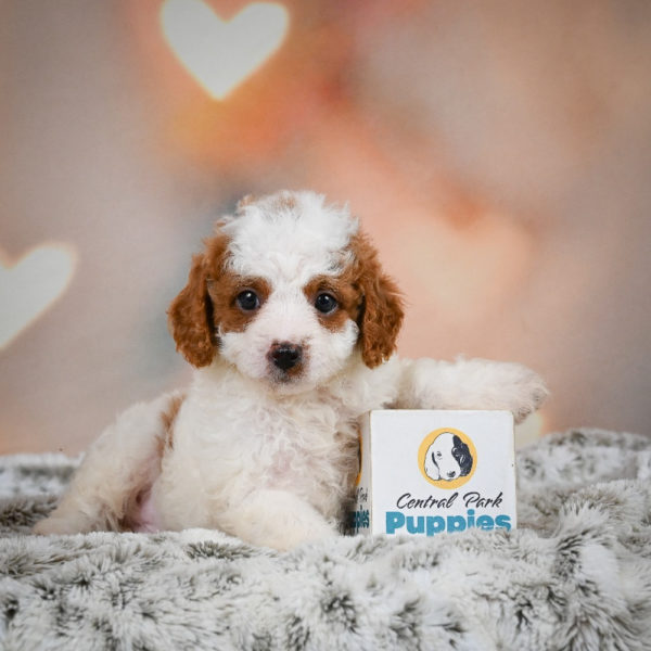 F1b Cavapoo Puppy for Sale