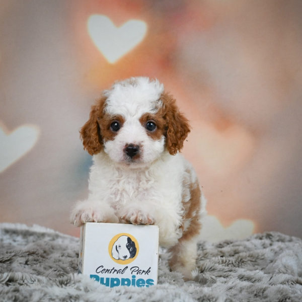 F1b Cavapoo Puppy for Sale