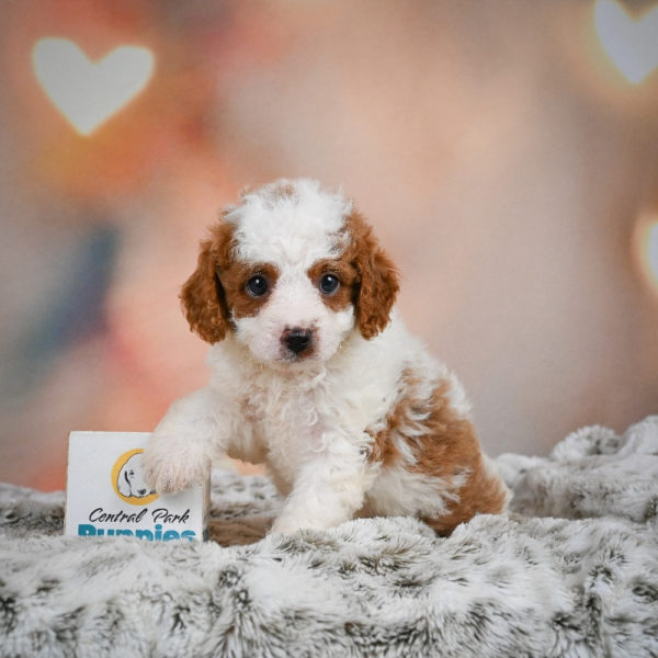 F1b Cavapoo Puppy for Sale