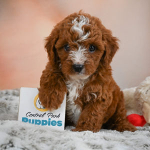 F1b Cavapoo Puppy for Sale