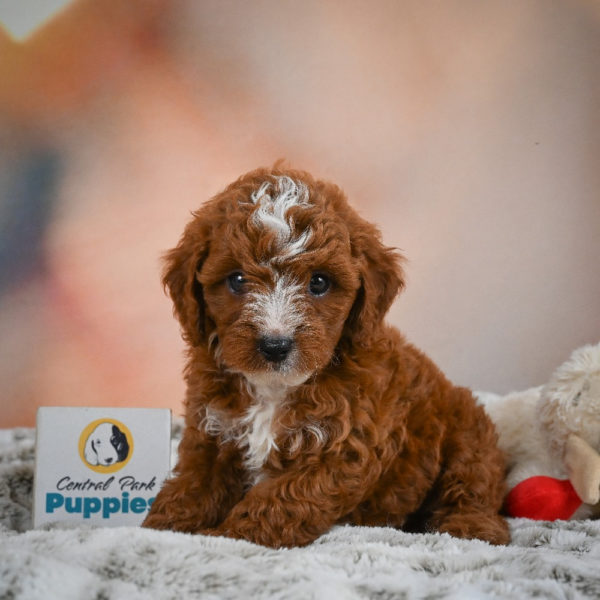 F1b Cavapoo Puppy for Sale