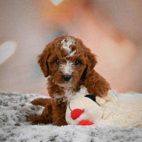 F1b Cavapoo Puppy for Sale