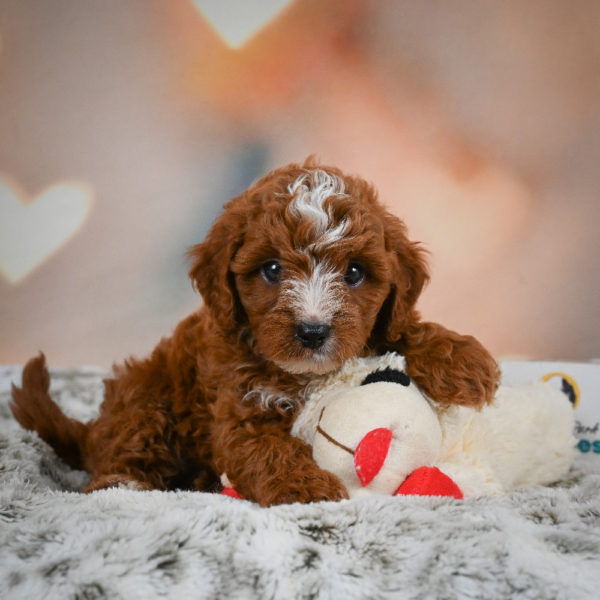 F1b Cavapoo Puppy for Sale
