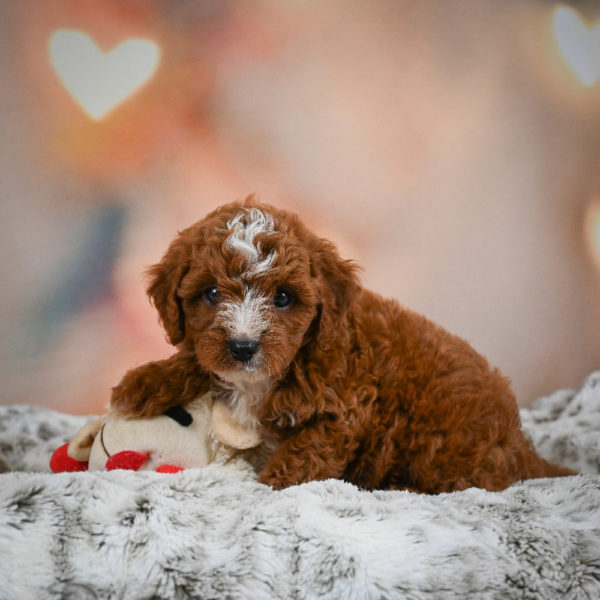 F1b Cavapoo Puppy for Sale