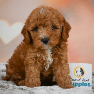 F1b Cavapoo Puppy for Sale