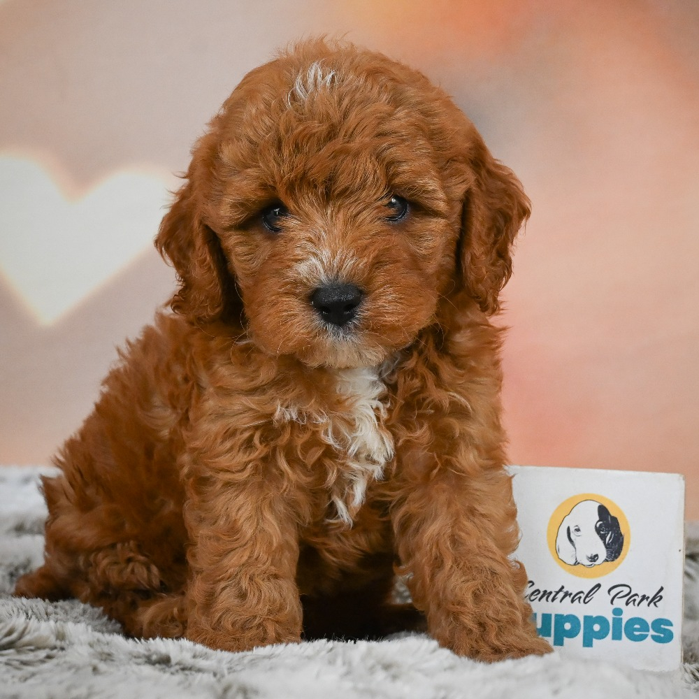 F1b Cavapoo Puppy for Sale in NYC