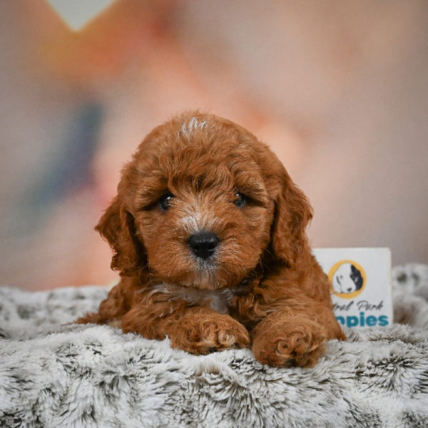 F1b Cavapoo Puppy for Sale