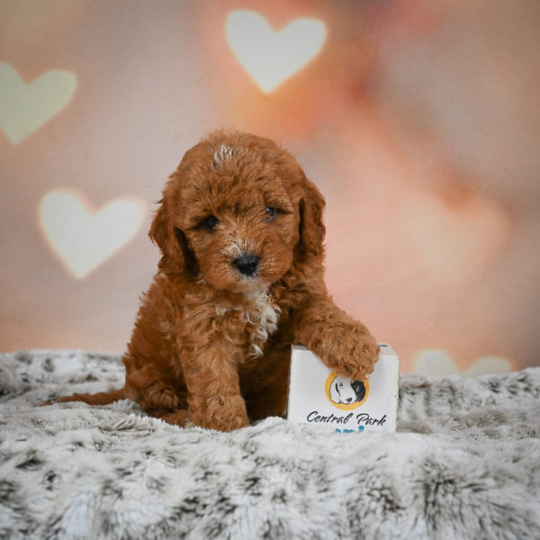 F1b Cavapoo Puppy for Sale