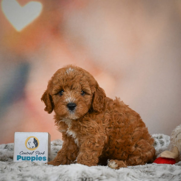 F1b Cavapoo Puppy for Sale
