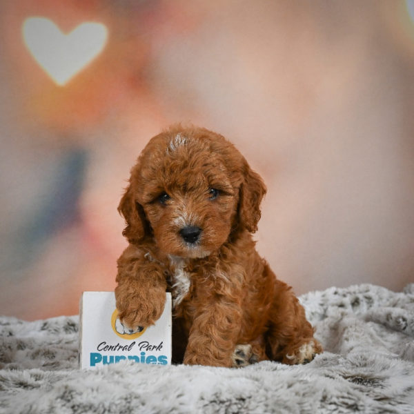 F1b Cavapoo Puppy for Sale