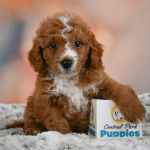F1b Cavapoo Puppy for Sale