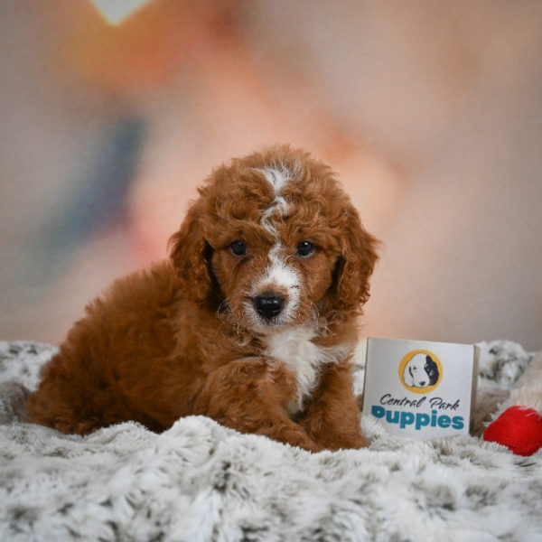 F1b Cavapoo Puppy for Sale